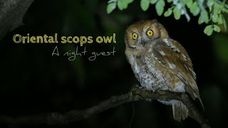 Oriental scops owl Otus sunia [upl. by Yenettirb678]