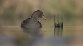 Beautiful Common Moorhen [upl. by Luelle]