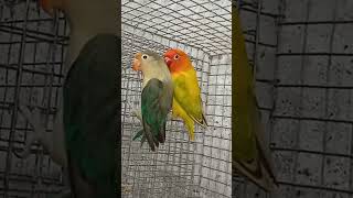 African birds Lotino paid ino split opaline male parbule Misty split ino femalelovebirds [upl. by Anaib]