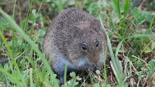 Marsh Rice Rat Eating Roots [upl. by Cassady793]