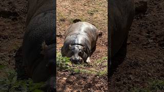 Hipopótamo pigmeo tumbado al sol  Parque de Cabarceno [upl. by Micheal845]