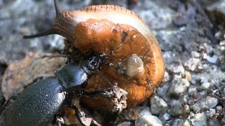 LederlaufkÃ¤fer  Carabus Coriaceus  vs Wegschnecke [upl. by Zandra549]