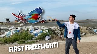 FIRST FREE FLIGHT PHOENIX GREENWING FIRST FLIGHT [upl. by Euqinad]