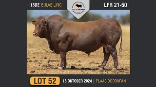 Lot 52  Vlakte Bonsmara Bulveiling  18 Okt 2024 [upl. by Siravat]