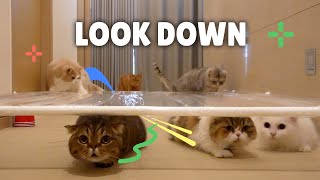 Funny Cat Crawl Challenge [upl. by Krell]