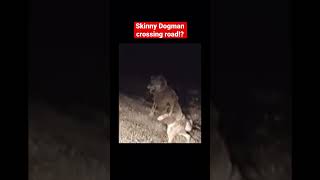 Why did the Dogman Cross the Road Strange Looking Creature on Dash Cam at Night [upl. by Hoo]