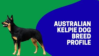 Australian Kelpie Dog Breed Profile [upl. by Nanoc]