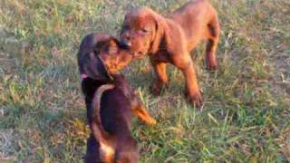 ADORABLE Redbone Coonhound Puppies Playing 5 wks old [upl. by Aivatal241]