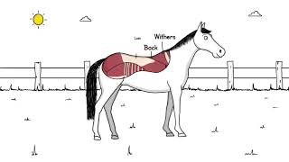 Did you know how a horses topline is defined [upl. by Brader]