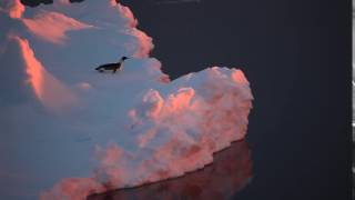 Emperor penguin tobogganing  sledging on an iceberg and diving off the edge [upl. by Kerns651]