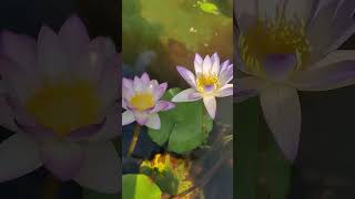 waterlily shortsfeed floweringplants nature love [upl. by Ettessil]