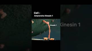 CELL DIVISION AND KINESIN SUPERMACY ft BAHUBALIBIOCHEMISTRY CLASS shortsvideo bahubali biology [upl. by Zel564]