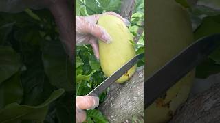 Cut mango into thin slices 🥭 simple fruit cutting skills cuttingskills mango fruit [upl. by Gavette]