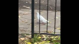 whitebird whitebirds white pigeon pigeons whitepigeon whitepigeons grey flecks wildbirds [upl. by Yevad]