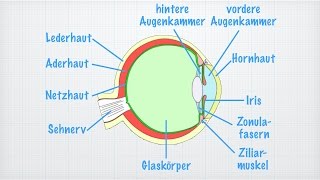 Das Auge [upl. by Roque]