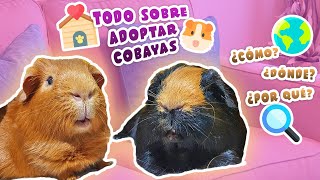 🧡 ¿CÓMO DÓNDE y POR QUÉ ADOPTAR COBAYAS  CUYOS  CUYES 🐹 TODO sobre el proceso de ADOPCIÓN 🏠 [upl. by Maridel131]