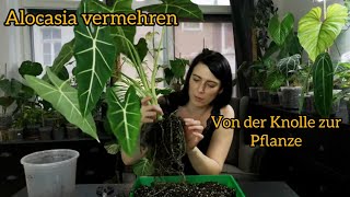 Alocasia vermehren  Knollen ernten und austreiben lassen [upl. by Arhsub228]