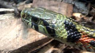 Tiger Keelback Snake  Rhabdophis tigrinus [upl. by Viviyan]