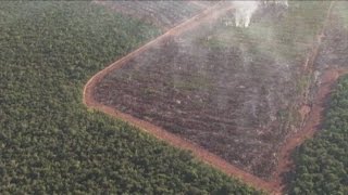 Amazzonia deforestazione senza limite 2000 alberi al minuto [upl. by Irving]