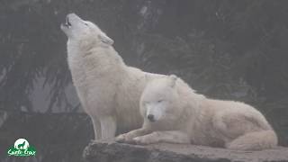 Hurlement des loups arctiques dans la brume [upl. by Marigolde]