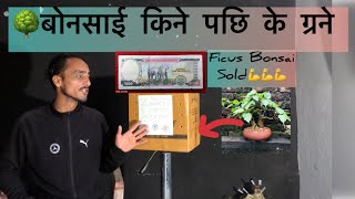 How to Care Bonsai Tree After Buying Care Tips bonsai [upl. by Jamnes]