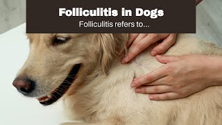 Folliculitis in Dogs [upl. by Acnalb]