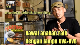 Merawat anakan Parkit Australia dengan lampu UVAUVB [upl. by Tehr]