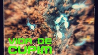 Aula de entomologia vida de cupim [upl. by Bentlee]