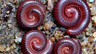 The Best Millipedes millipede frog nature babyanimals [upl. by Enneite]