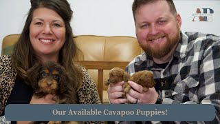 Our Available Cavapoo Puppies [upl. by Akimahc970]