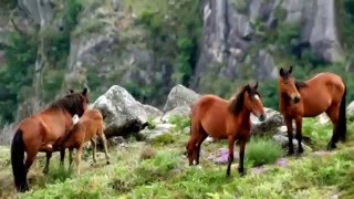 A pecuária em Portugal [upl. by Engenia]