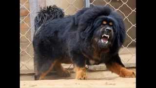 Tibetan Mastiff Dog like Lions  Amazing [upl. by Aicinod]