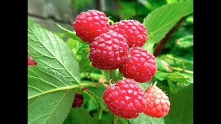 Himbeeren Himbeerpflanzen große Früchte bis in den späten Herbst [upl. by Hali]