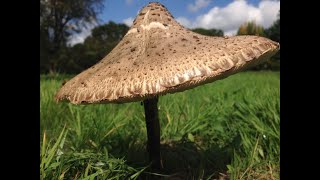 Parasol Mushroom Identification Macrolepiota procera [upl. by Esylle]