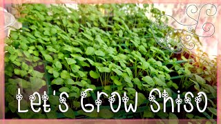 Growing Shiso From Seed [upl. by Gustie109]