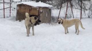 SATILIK KANGAL FIYATLARI [upl. by Fayth]