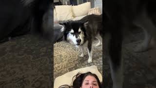 my husky always sense when I’m sick 😒 husky funnydogs [upl. by Chambers]