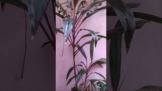 Care of Dracaena Plant Reddracaenadracaenaplant garden terracegardenshorts viralshortsviral [upl. by Leinahtam]