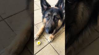 German Shepherd Obediently Waits to Eat Boiled Eggs  Incredible Dog Discipline shorts australia [upl. by Eelarat731]