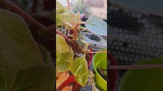 Begonia plant care in winter decoration houseplants garden begounia [upl. by Alamac]