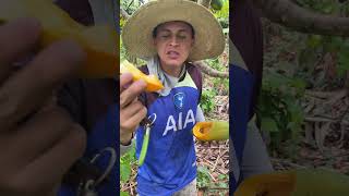 Beneficios de la papaya plantas delhuertoalamesa fruit [upl. by Graybill]