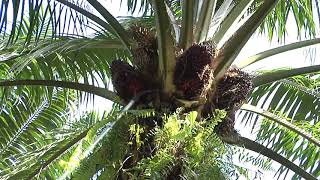 Malaysian Palm Oil  From Tree to Table Part 1 [upl. by Anastasie]