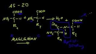 Proteine  1 Aminosäuren und Peptidbindung [upl. by Ayhdiv]