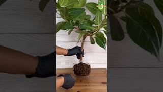 Root Pruning of Rubber Plant rubberplant thegreenearth plants [upl. by Burkhardt]