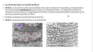 03102024  CLASE 37  BIOLOGIA  MEDICINA Y KINESIOLOGIA UNC  NOVIEMBRE 2024 [upl. by Anet]