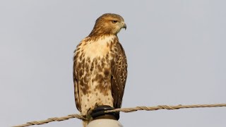 RedTailed Hawks at My House The First 6 Days [upl. by Allit]