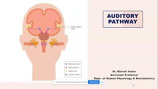 🔊〰️ Understanding the Auditory Pathway  A Comprehensive Guide for Medical Students [upl. by Edobalo]