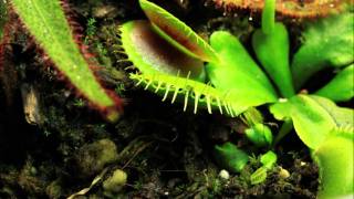 Dionaea muscipula Trap Sealing [upl. by Piwowar]