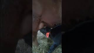 Baby Calf Nursing Momma [upl. by Dunlavy]