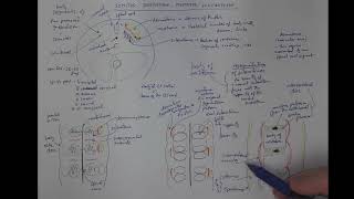 1106 Somites dermatome myotome sclerotome [upl. by Jacinto]